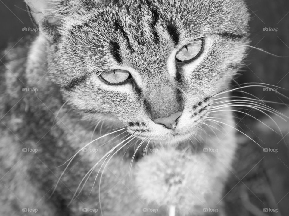 Cat with flower