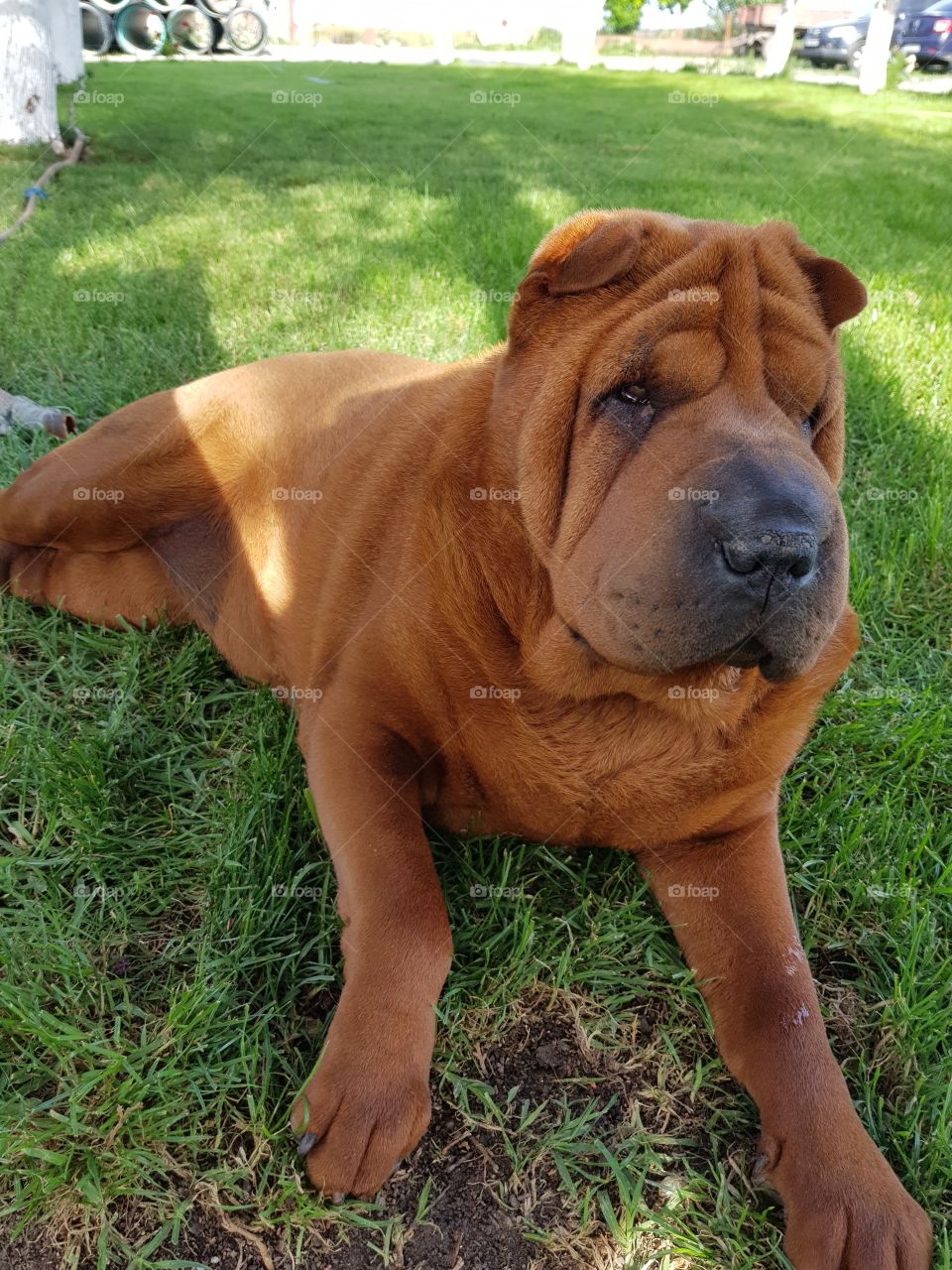 Sharpei