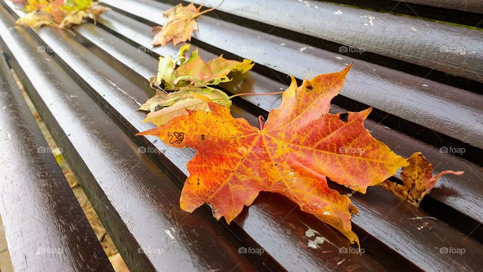 Autumn time 🍂🍁Fallen leaves🍁🍂The park🍁🍂