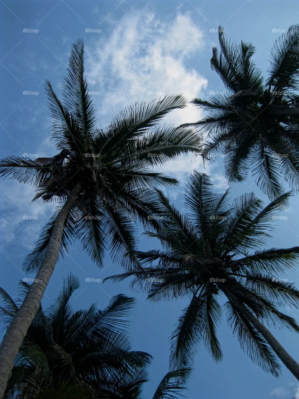 Palm tree three