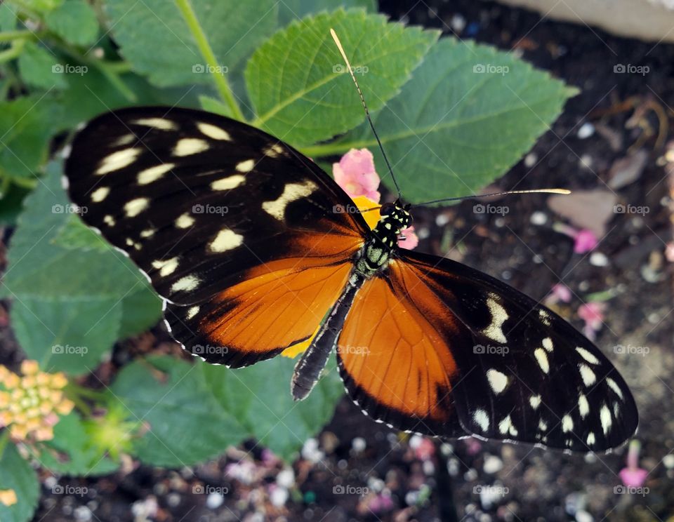 Beautiful butterfly enjoying a flower. Up close and with its wings spread.