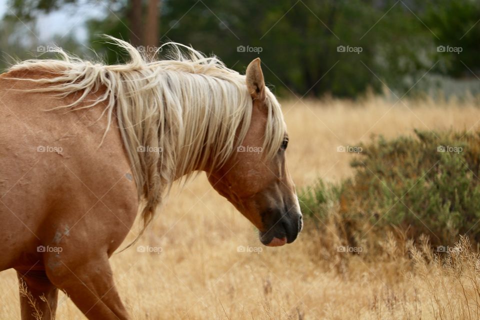 Profile image wild Palomino stallion 