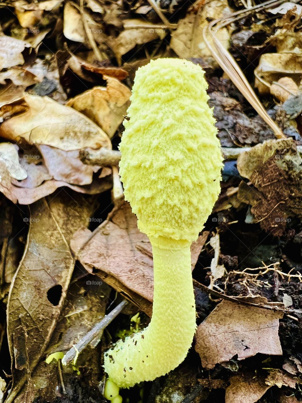 Closeup of pale yellow parasol mushroom growing from leaf litter on a compost pile