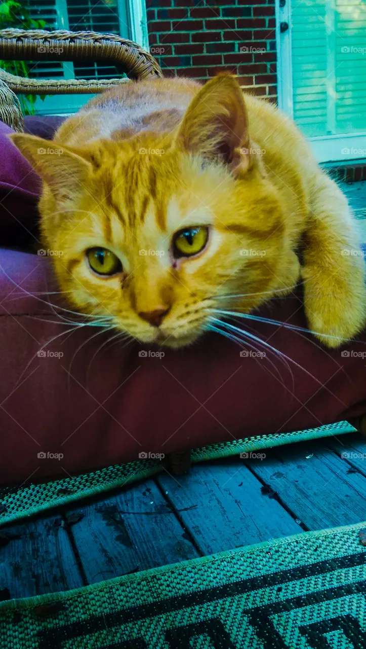 Kitty 