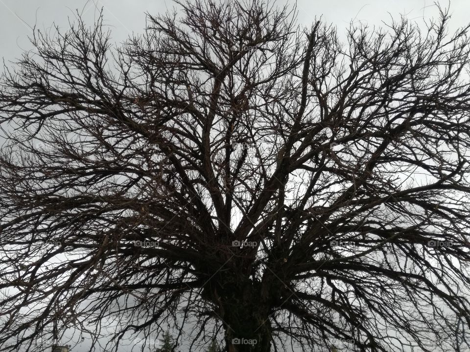 The guardian of the sky. A spoil tree in the cold winter