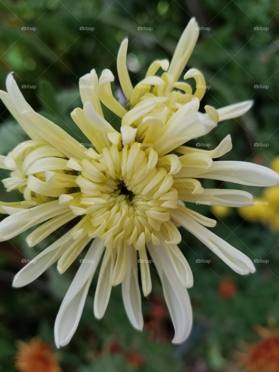 yellow spider chrysanthemum