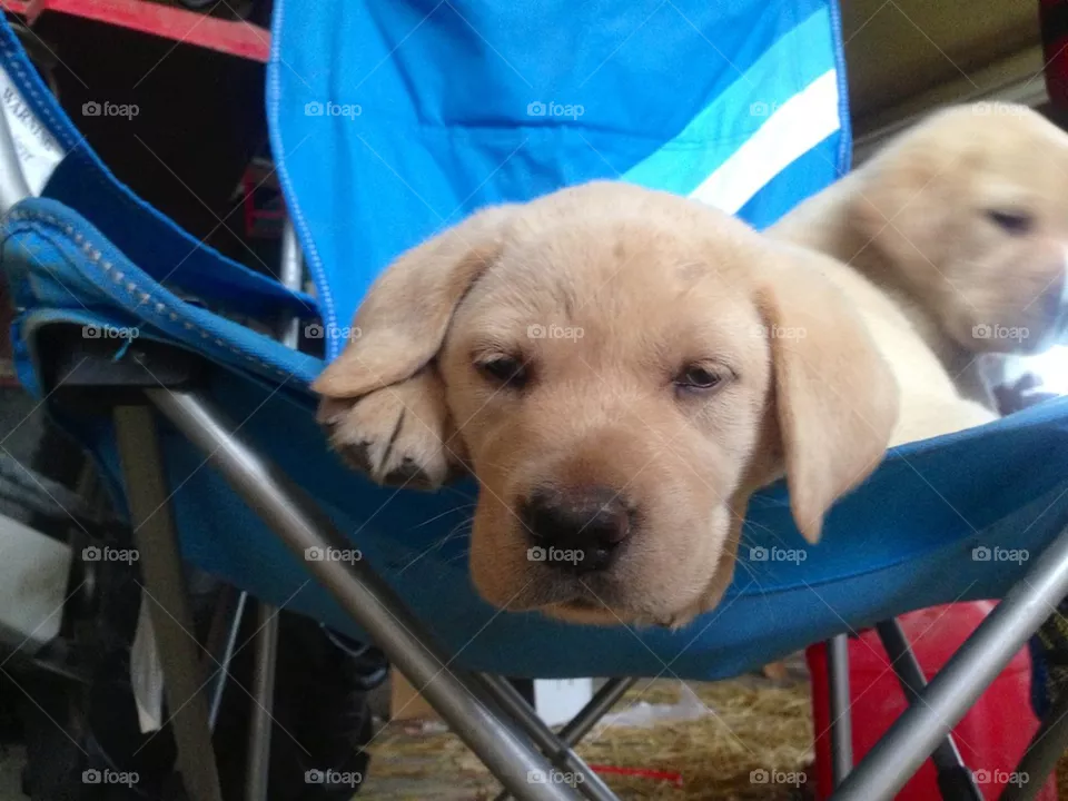 Puppy