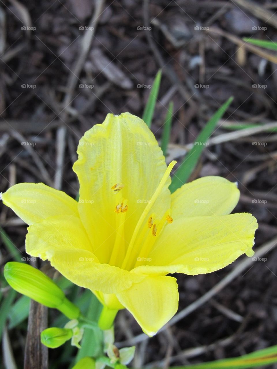 yellow Daylily