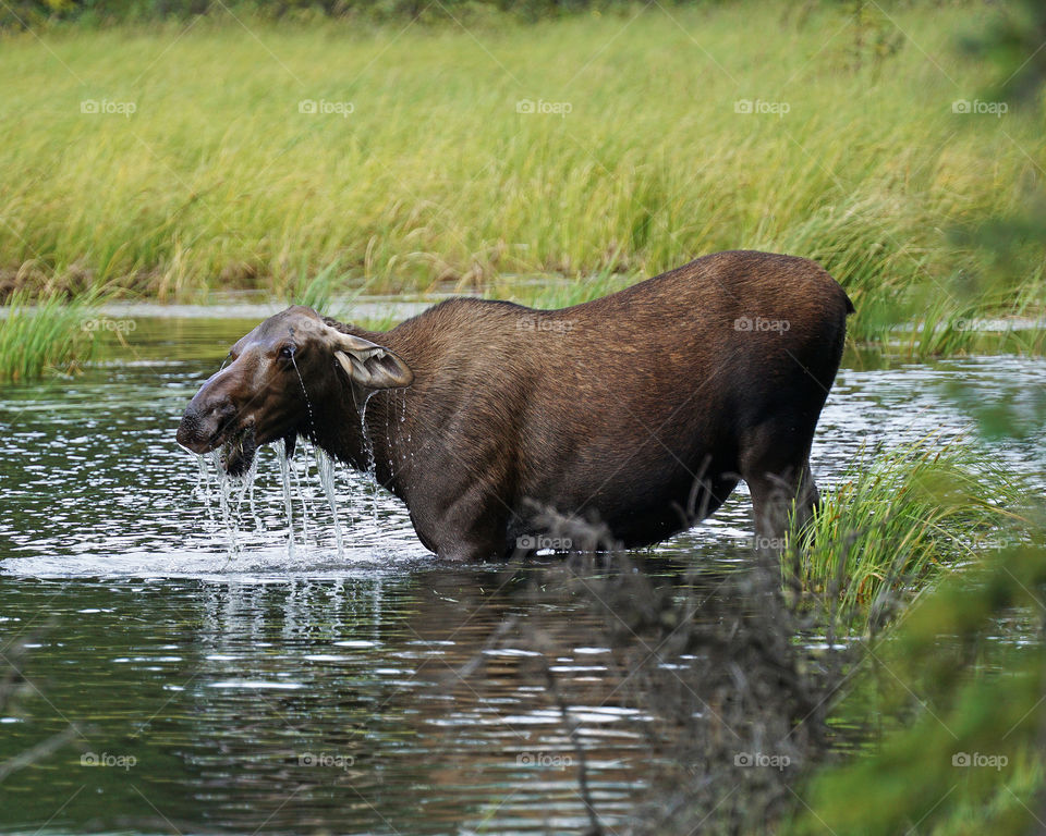 Moose foraging