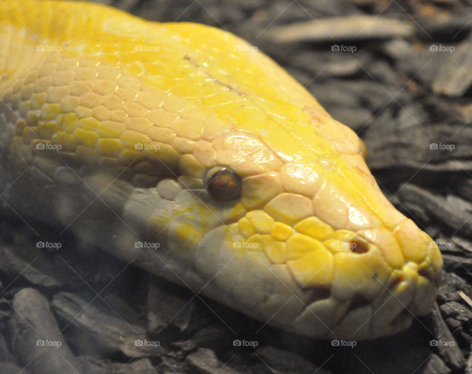 yellow eyes wildlife reptile by refocusphoto