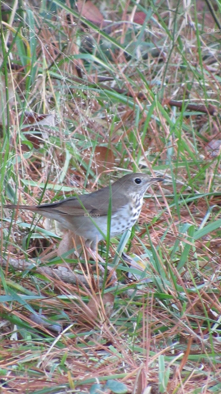 Hermit thrush