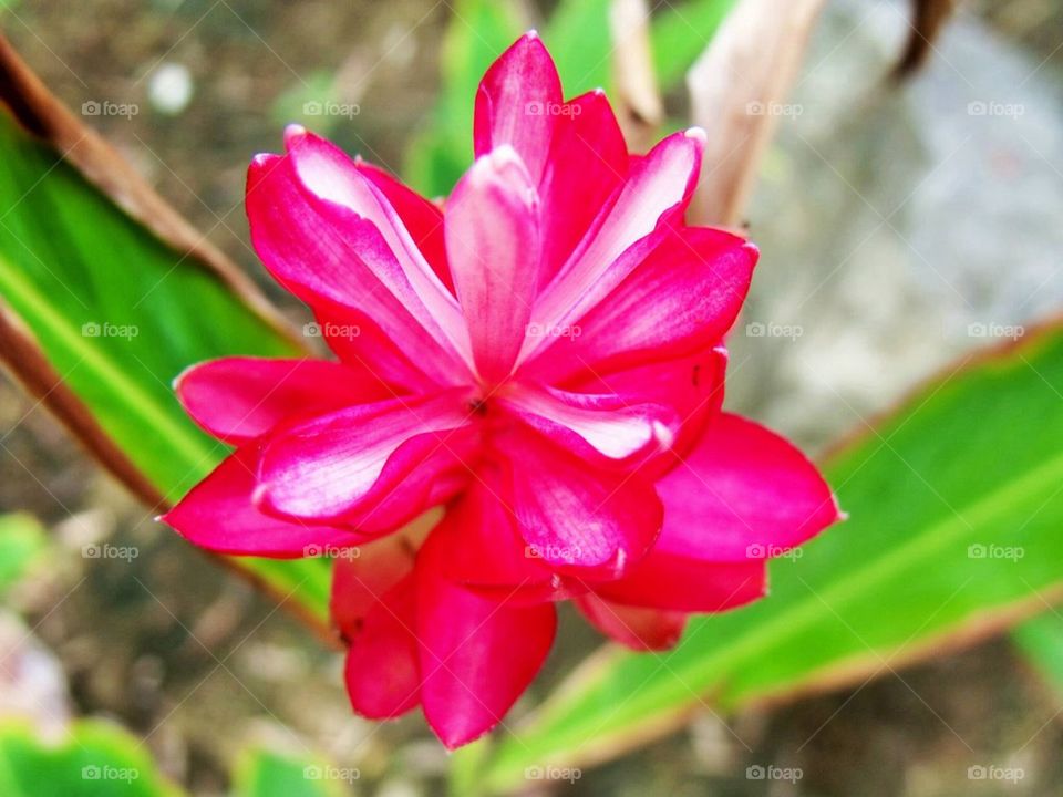 Flower