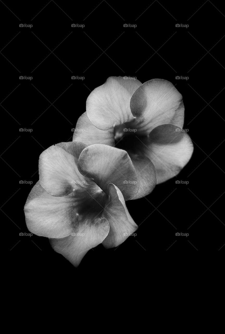 Black and white - Flower photography - Petals shapes 