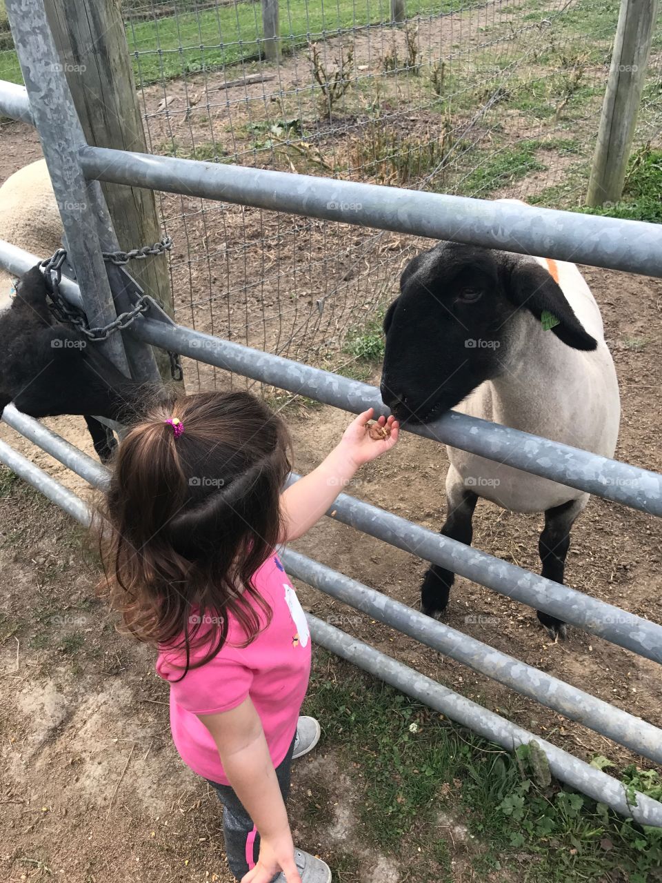 A girl feeding a goat. 