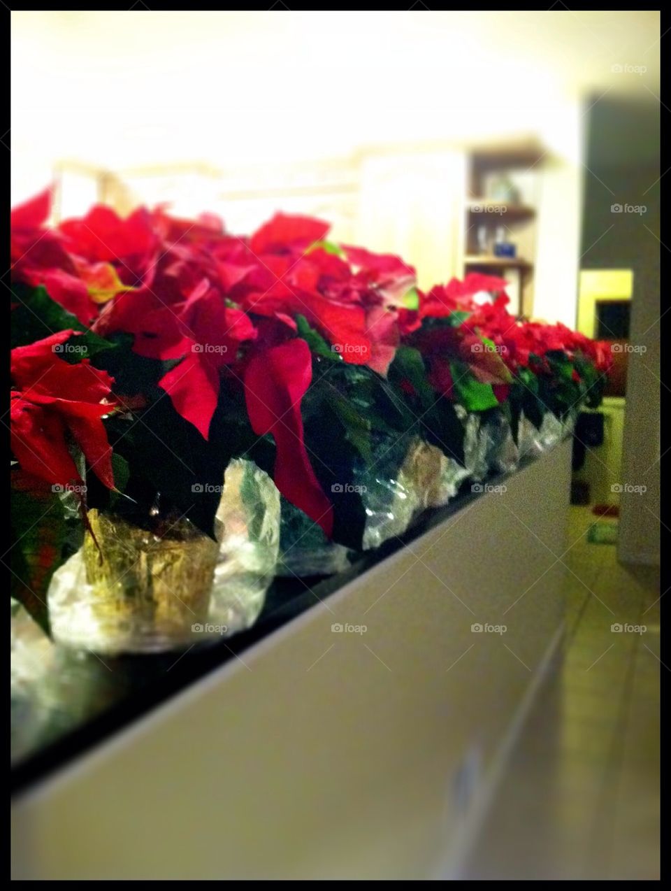 Poinsettias