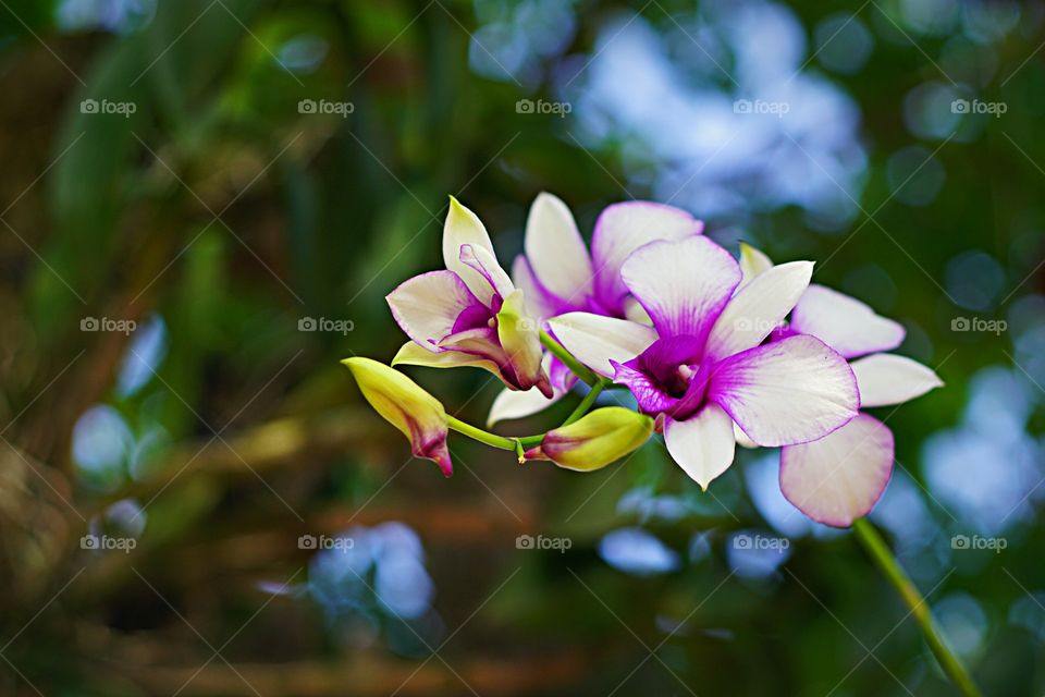 Orquídeas -
Lélia Púrpura (Laelia Purpurata) ou  Cattleya purpurata