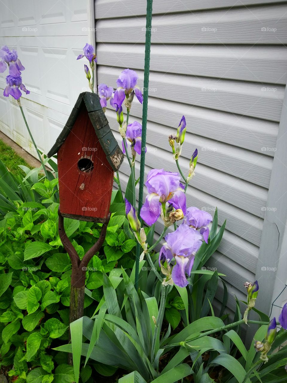 Birdhouse & Iris'