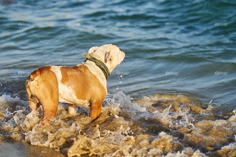 Bulldog inglés blanco en la playa