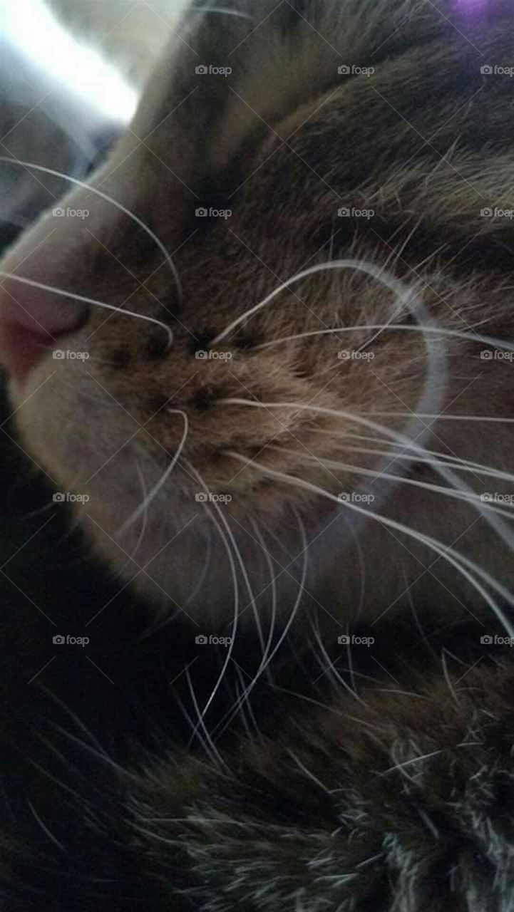 Whiskers