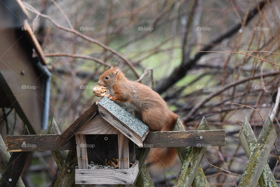 beautiful squirrel in my garden