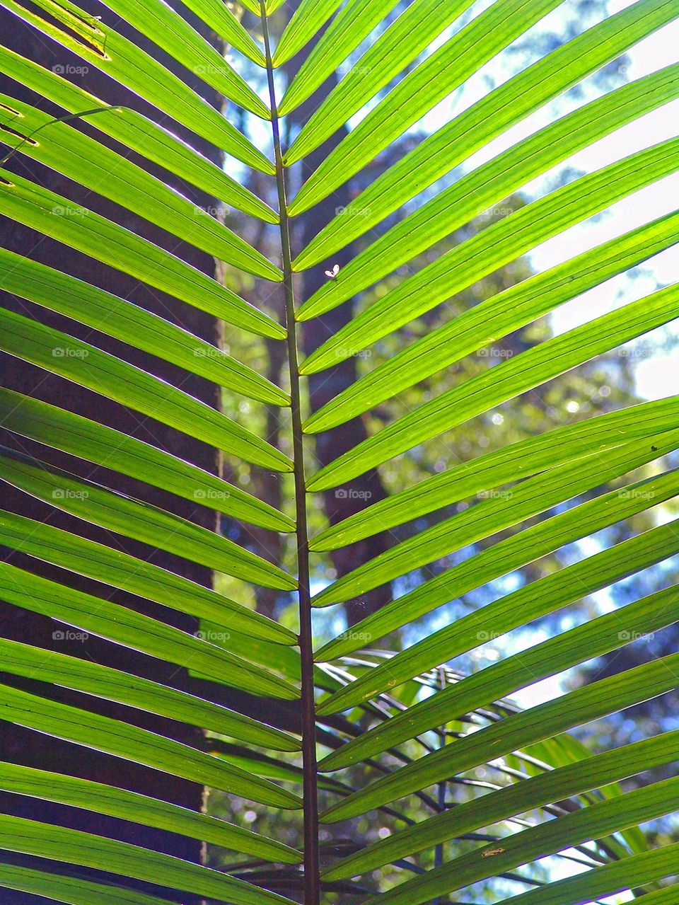 palm leaf