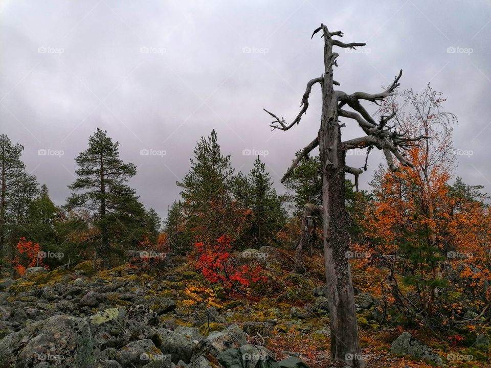 A wonderful autumn trip in Finnish Lapland!🧡🍁🍂