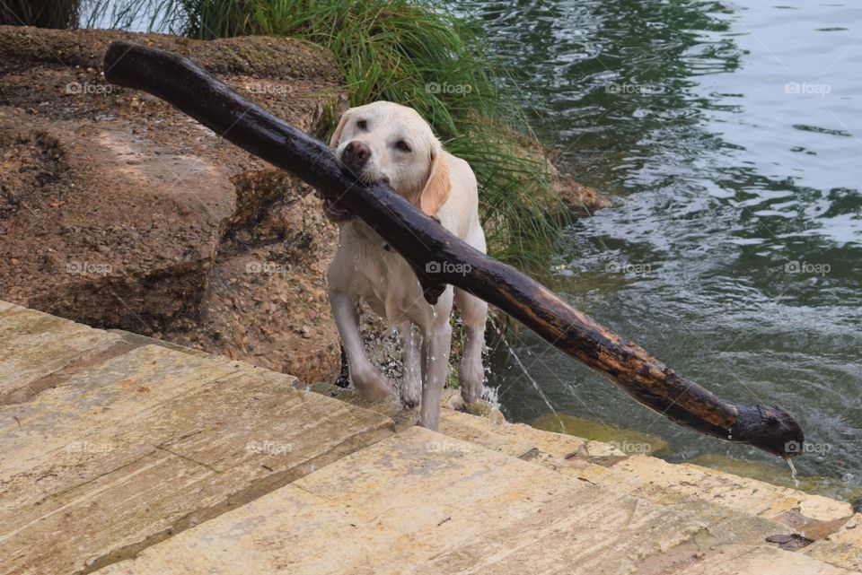 A labrador retriever brings back a stick that is much bigger than himself
