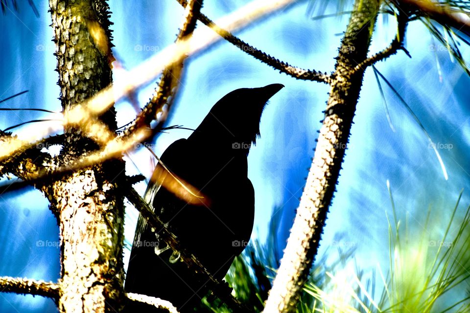 Black bird 