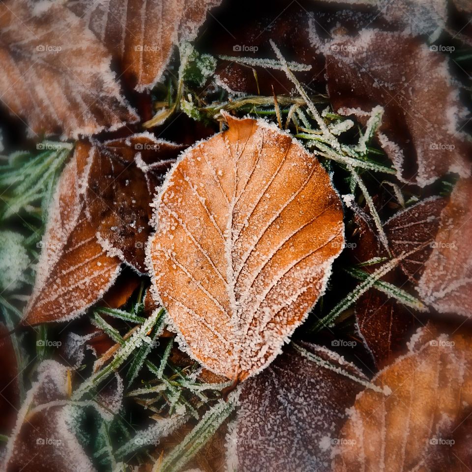 Autumn leaf