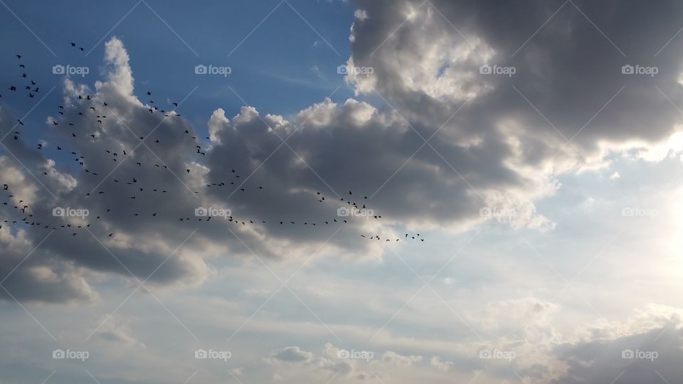large flock of birds in flight among the clouds
