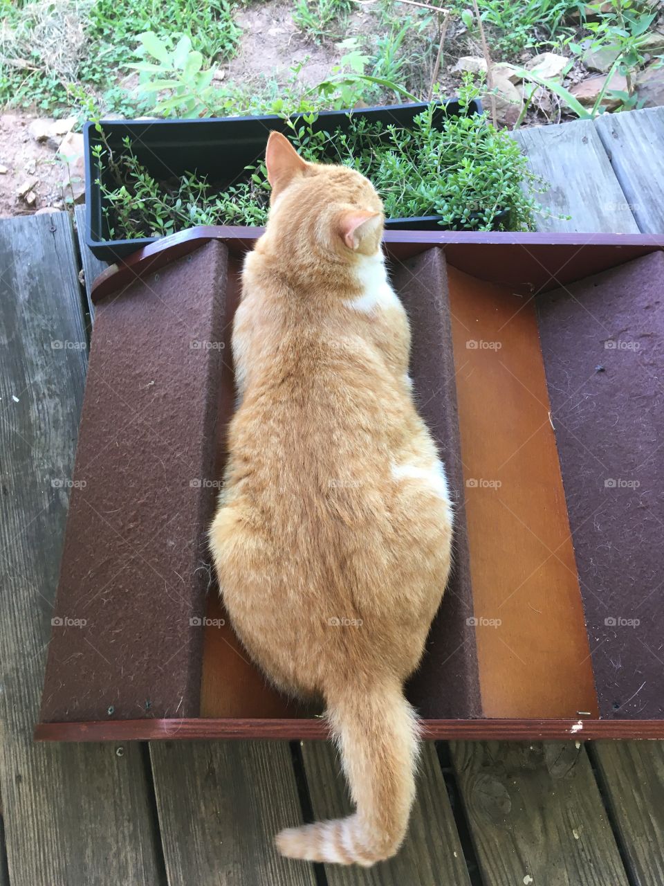 Tom in the lookout for poor poor defenseless birdies  just washed these steps yesterday.