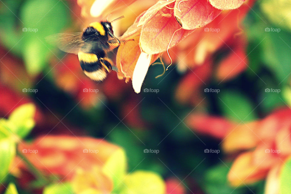 Bees