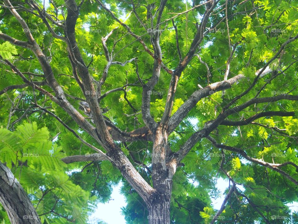 Low angle view of tree canopy