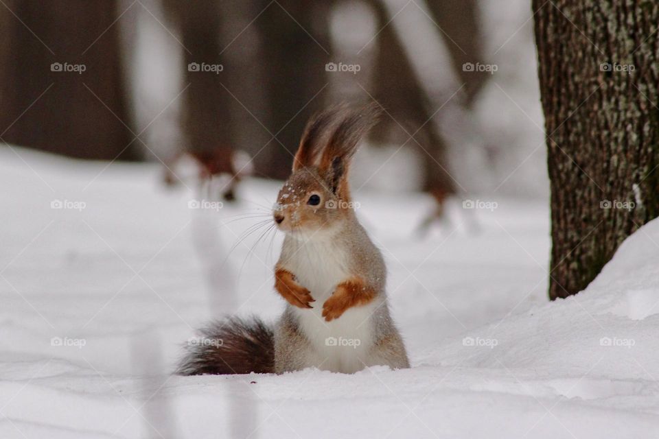 winter squirrel