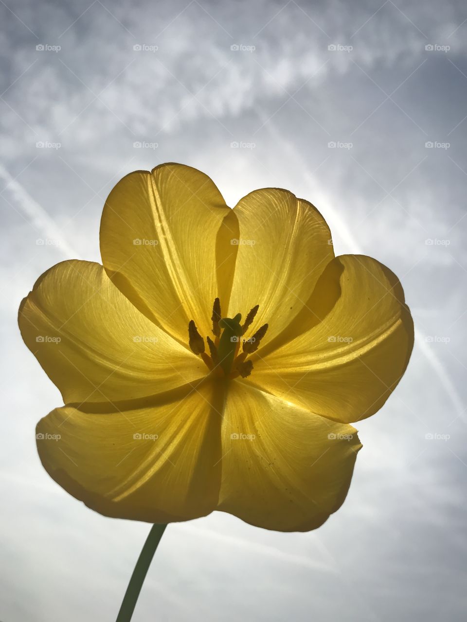 Yellow tulip 