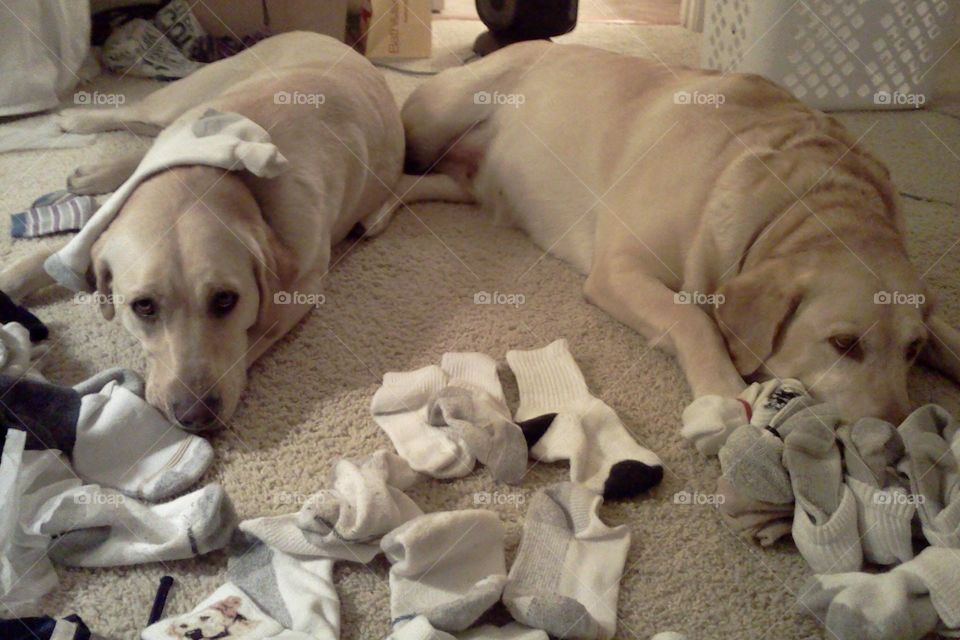 2 yellow Labrador retrievers watching me sort socks