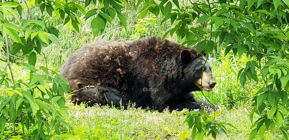 Black bear, New Brunswick, green, nature, animal
