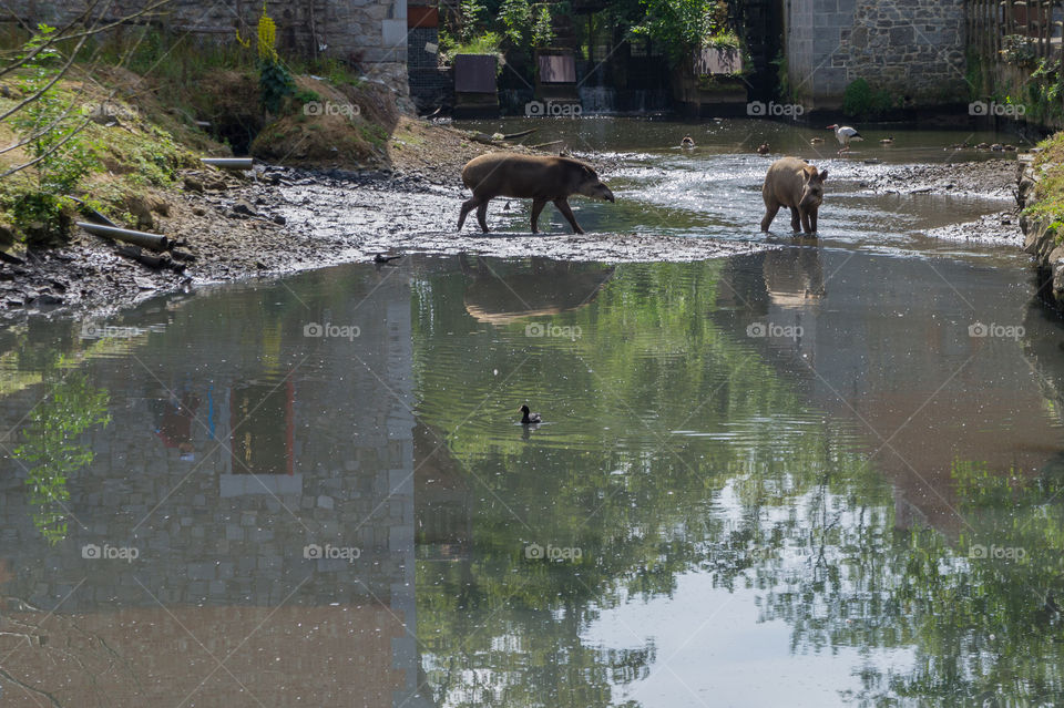 Two tapir in a pond