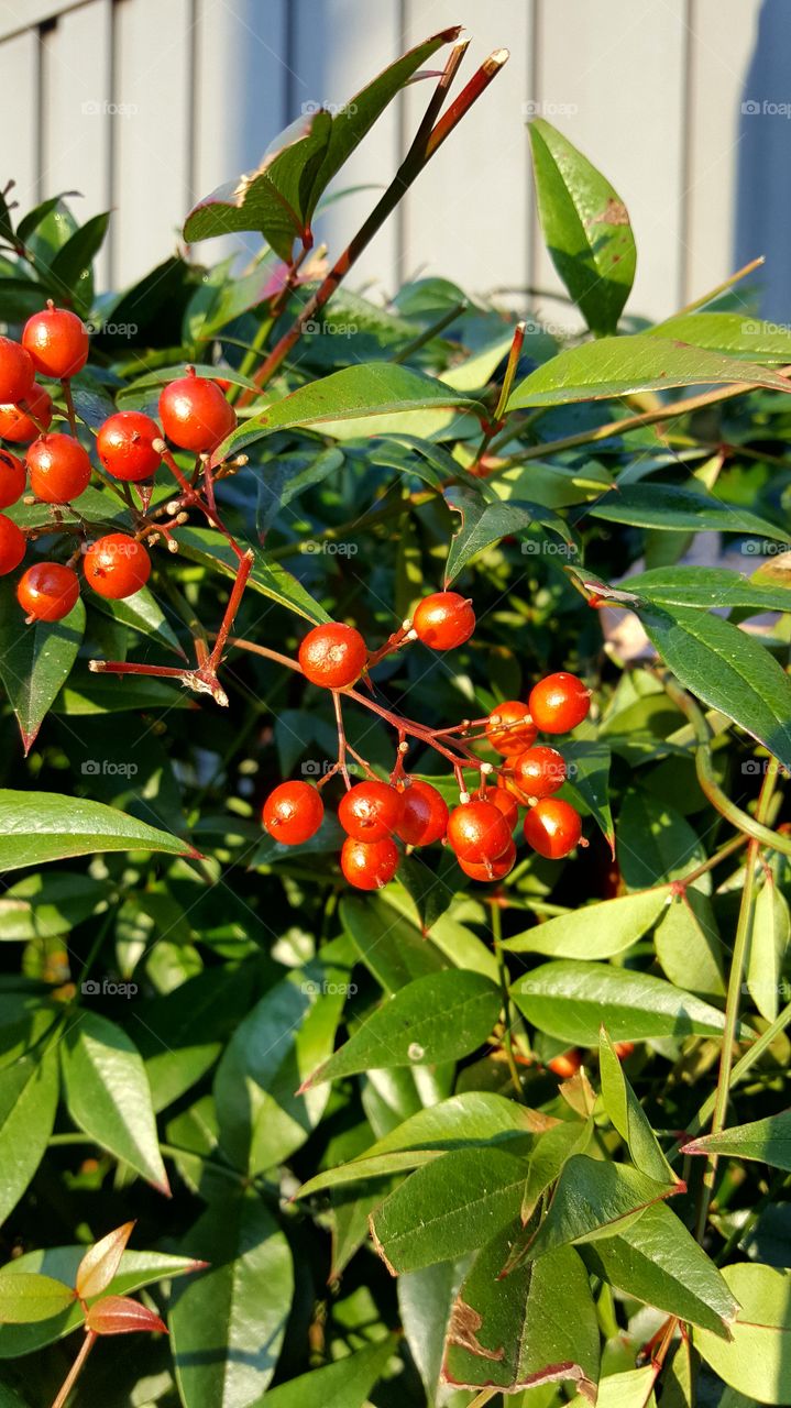 Close up, Red Berries