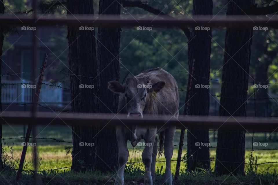 cow staring at the camera through a fence