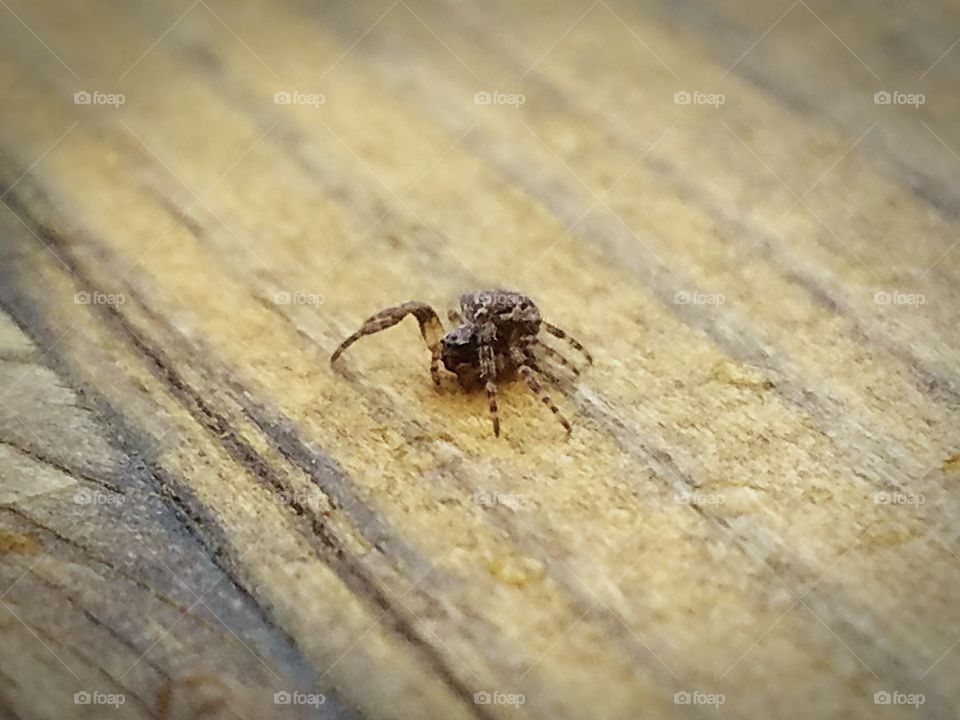 Small spider