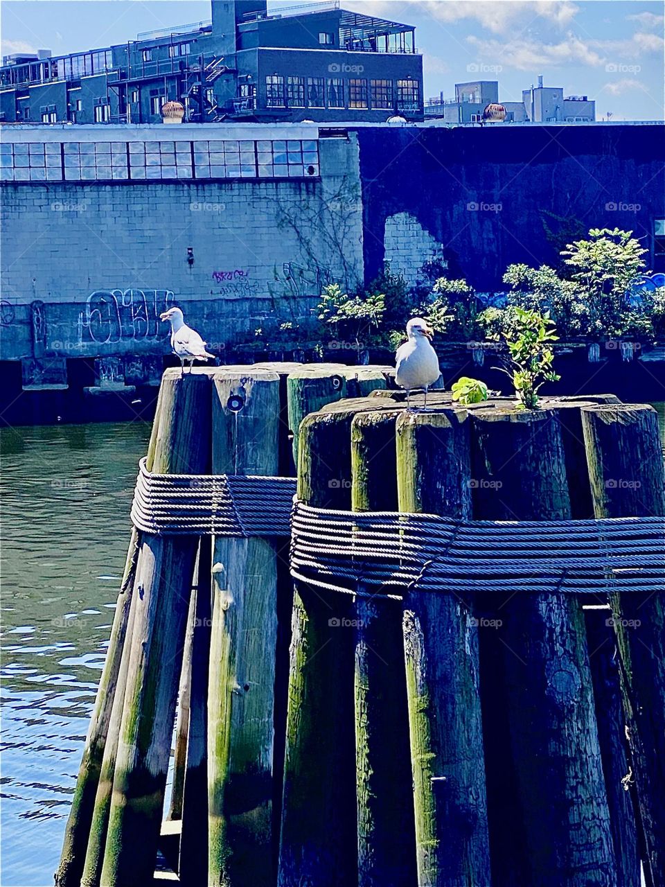A manifestation of nature in the big city of „New York“, the „Big Apple“ occurred yesterday when a pair of adult seagulls perched side by side on the wooden pilings by the „Pulaski Bridge“ at „Newtown Creek“ in LIC, Queens. 2023. Hypnotic Productions