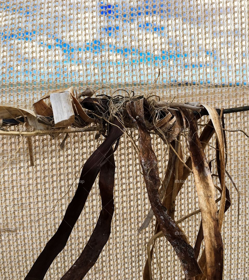 Sand screen barrier on beach, seaweed blown against it, south Australia 