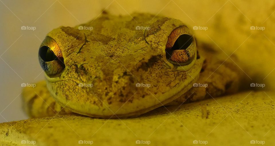 Close-up of Golden Cuban Frog with metallic looking eyes and skin