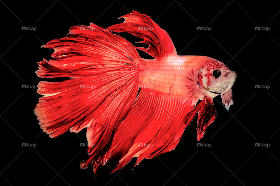 red betta fish