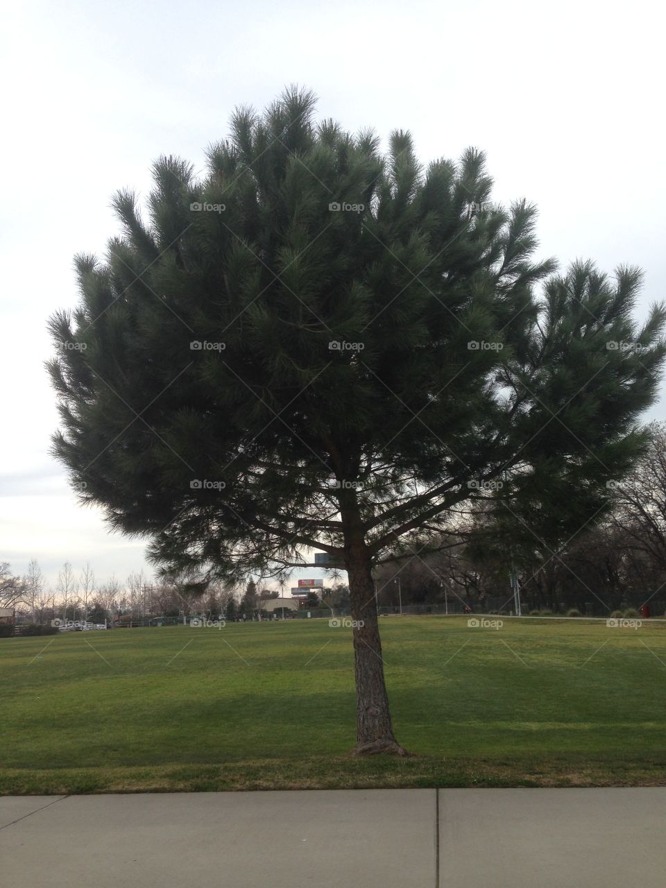 Little round tree in a field of green grass. 
