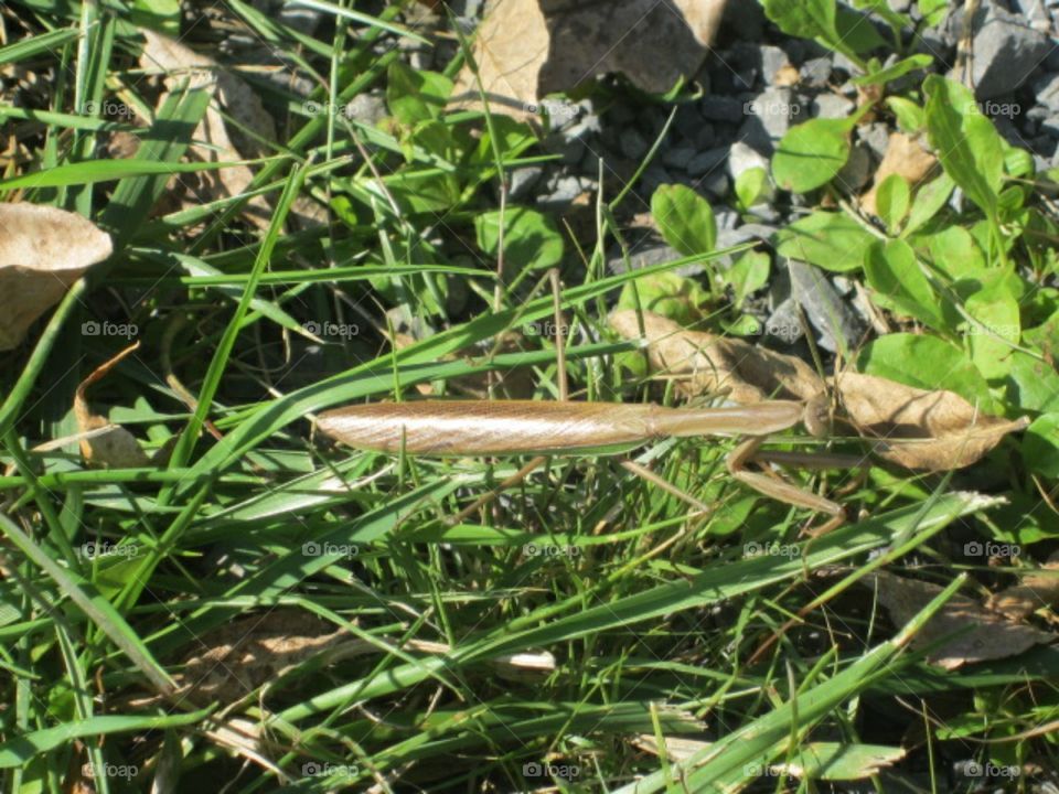 Prey Mantis