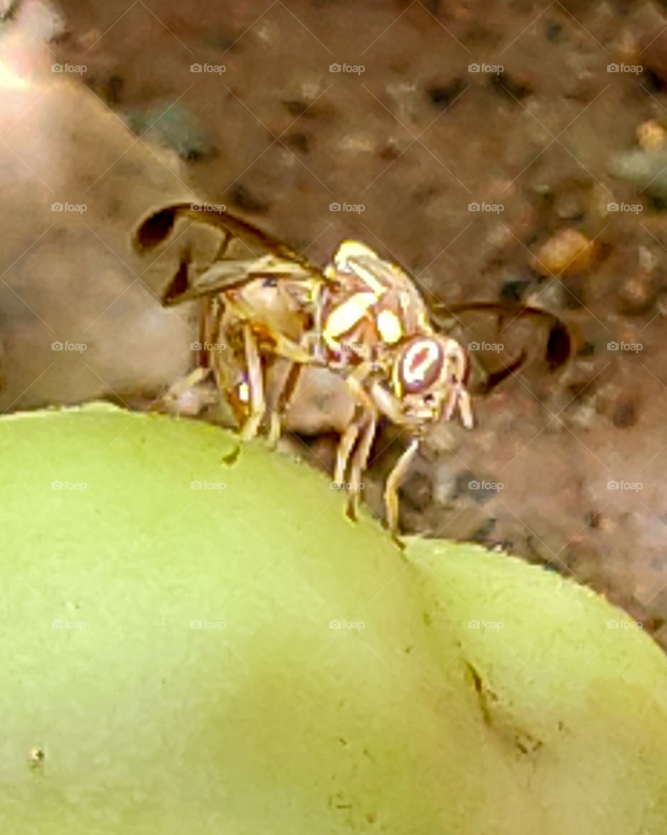 Insect, Nature, Wasp, Invertebrate, Bee