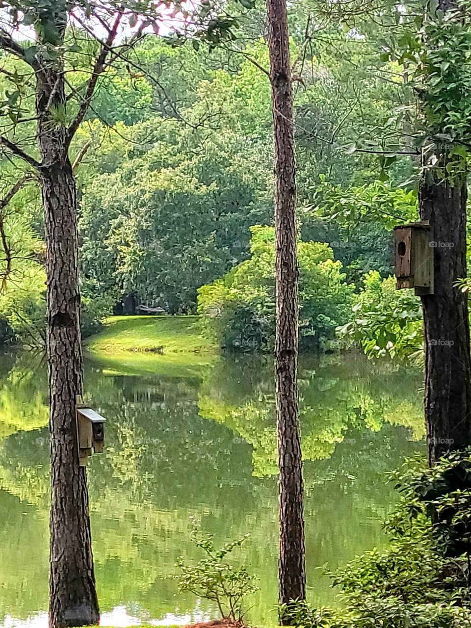 lake reflecting trees on the water summertime all is green