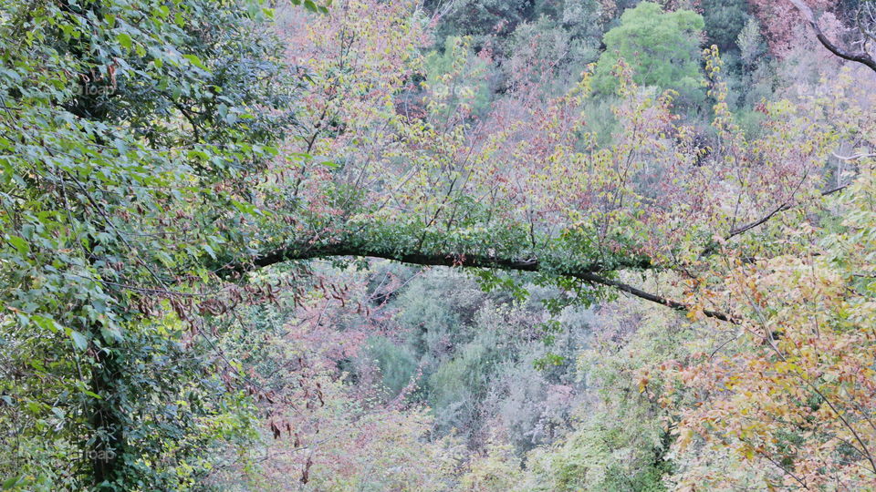 ponte di alberi